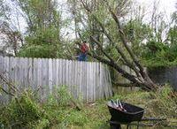 Spring Hill Tree Specialists image 3